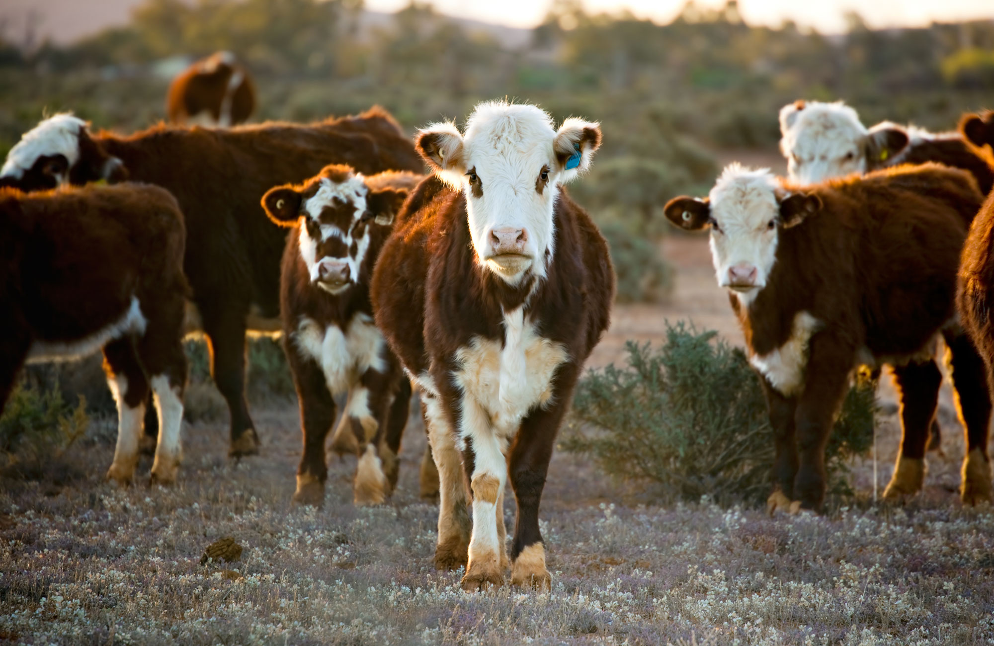 herd-of-cows--Australia