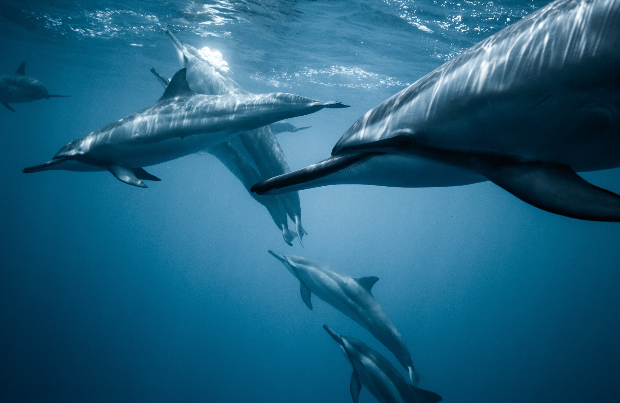 Pod Dolphins swimming in the ocean near Hawaii