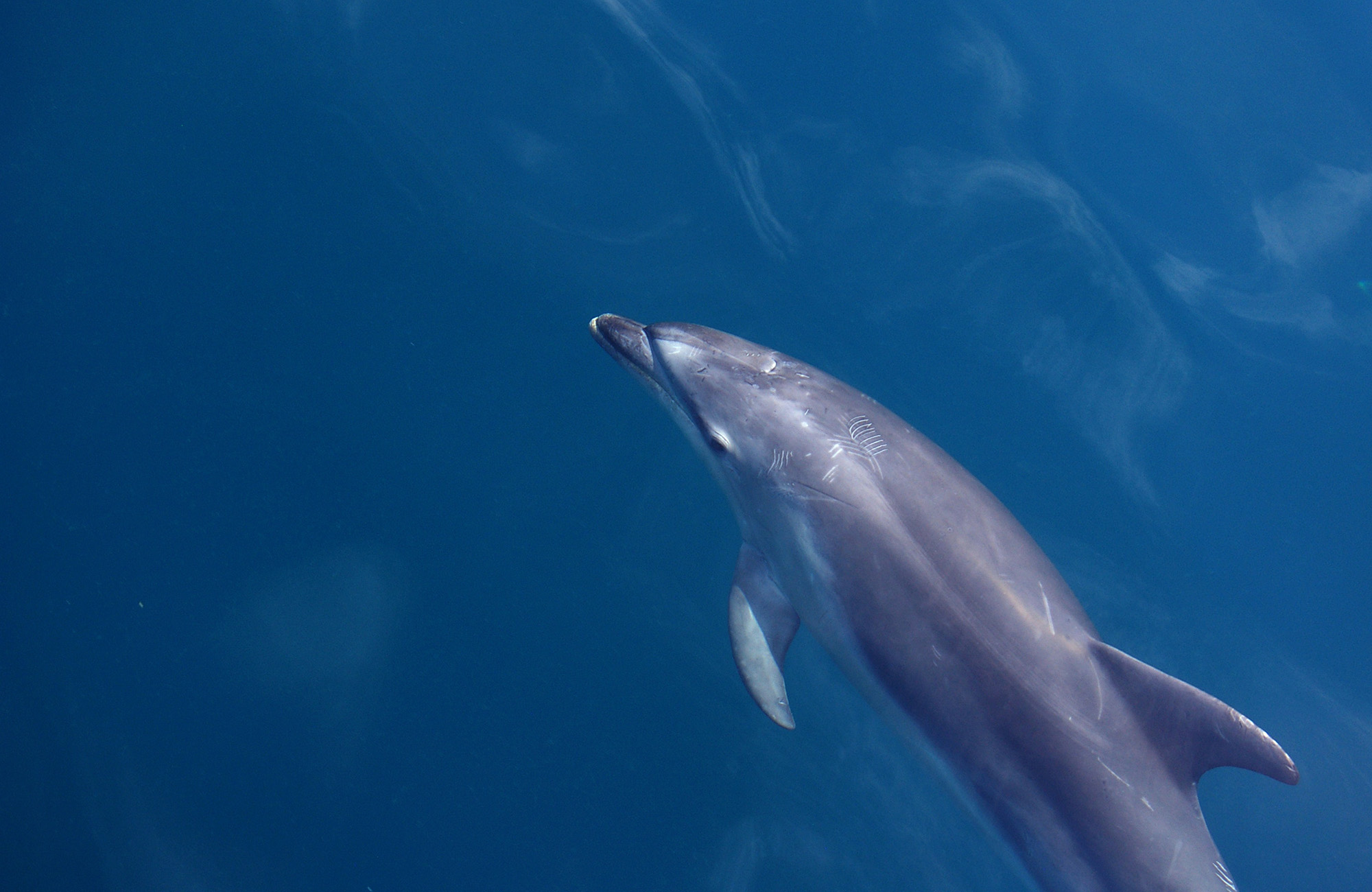 Dolphin in the ocean in New Zealand