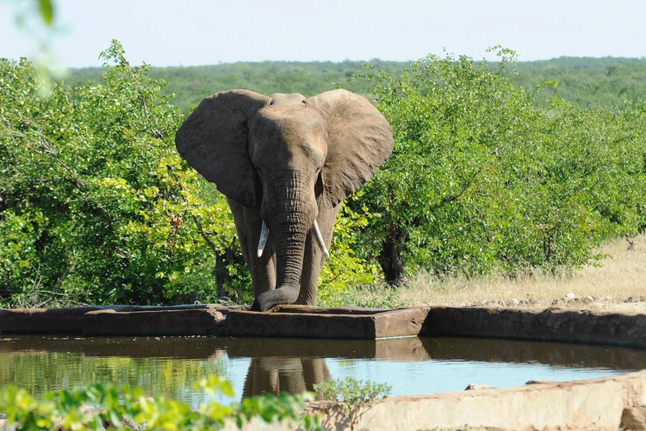 Elephant drinking at a waterhole at the Botswana Wild project