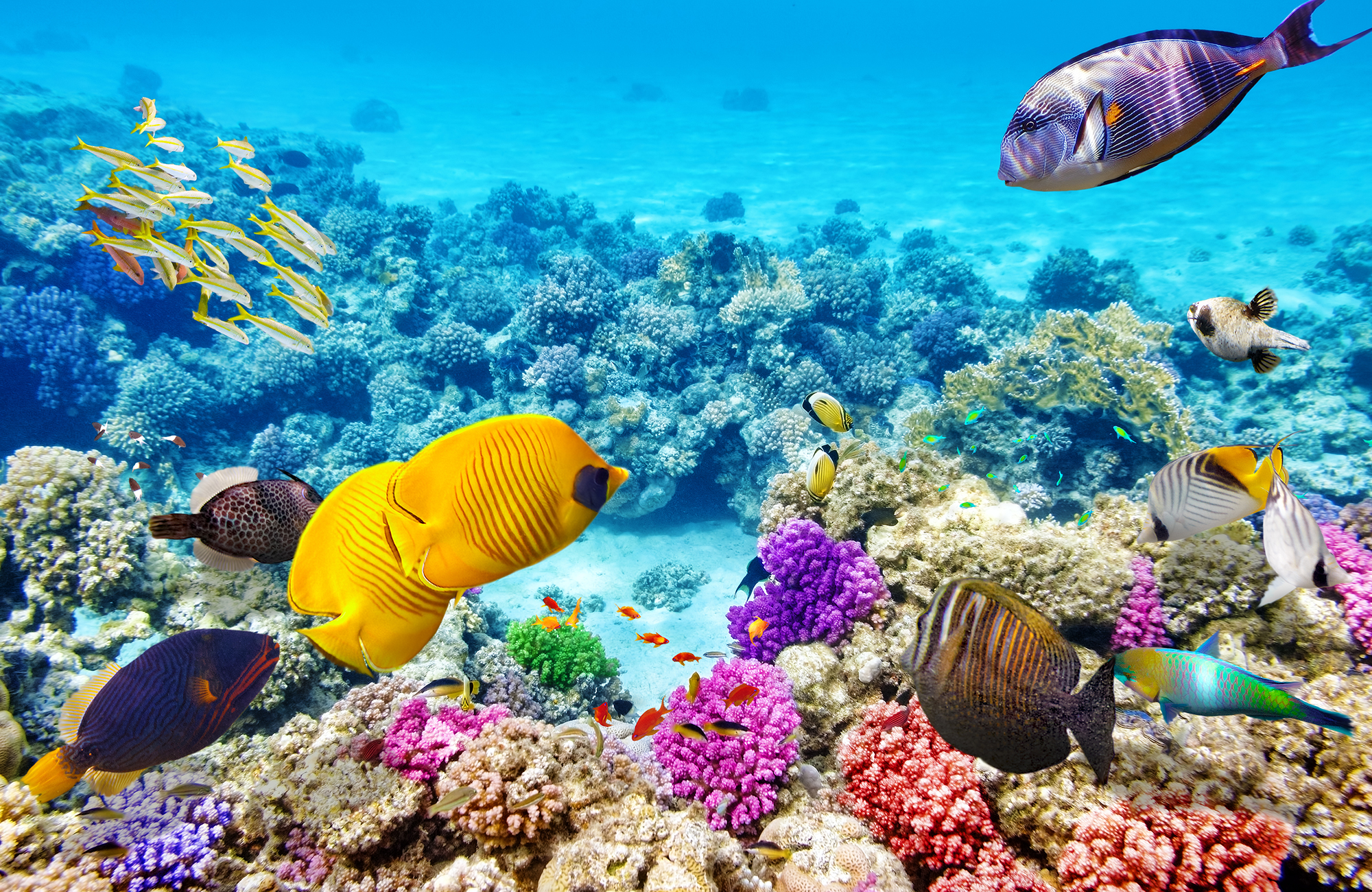 Colourful fish and coral in the Great Barrier Reef in Australia