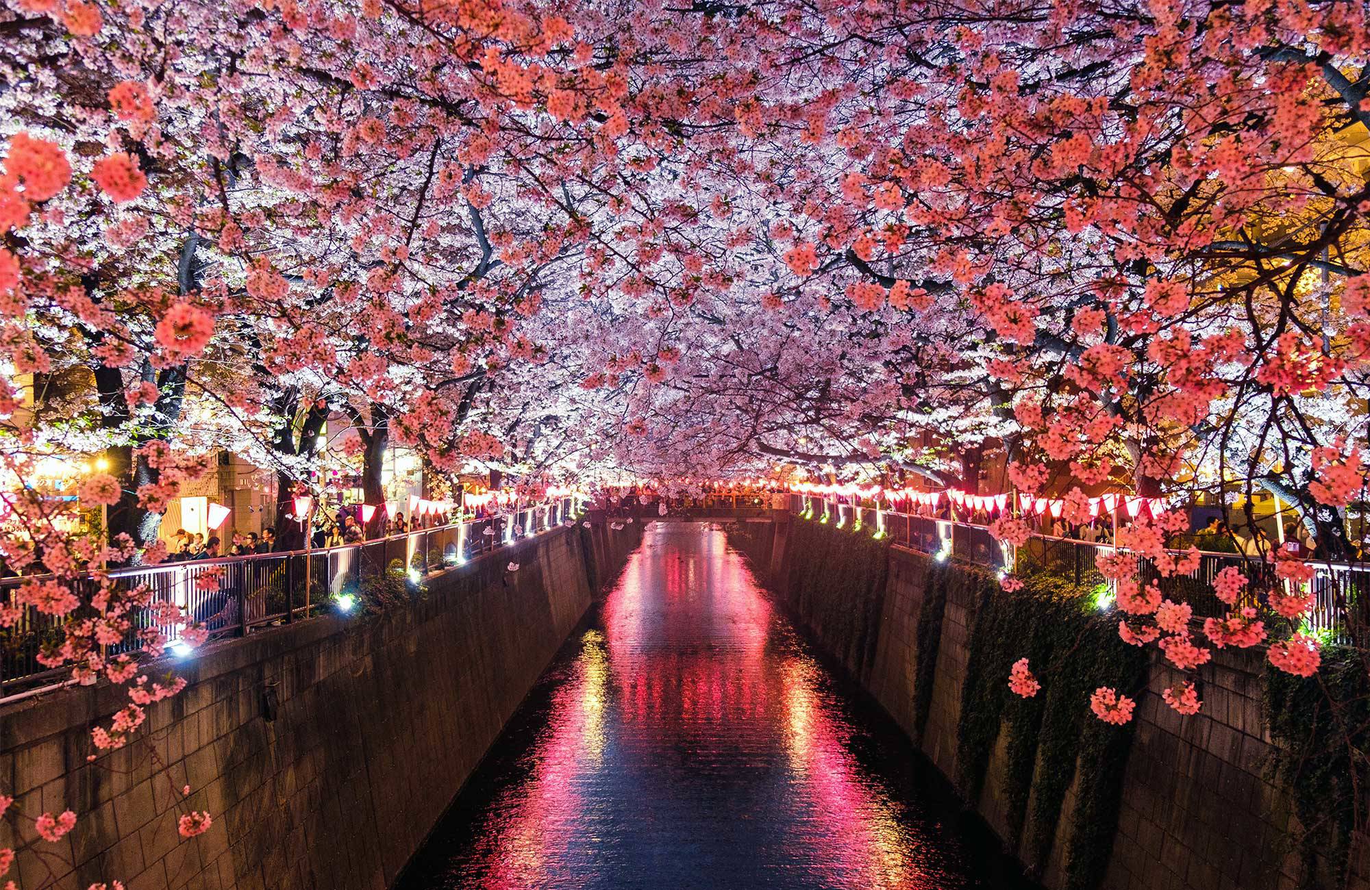 meguro-river-matsuno-japan-cherry-blossom