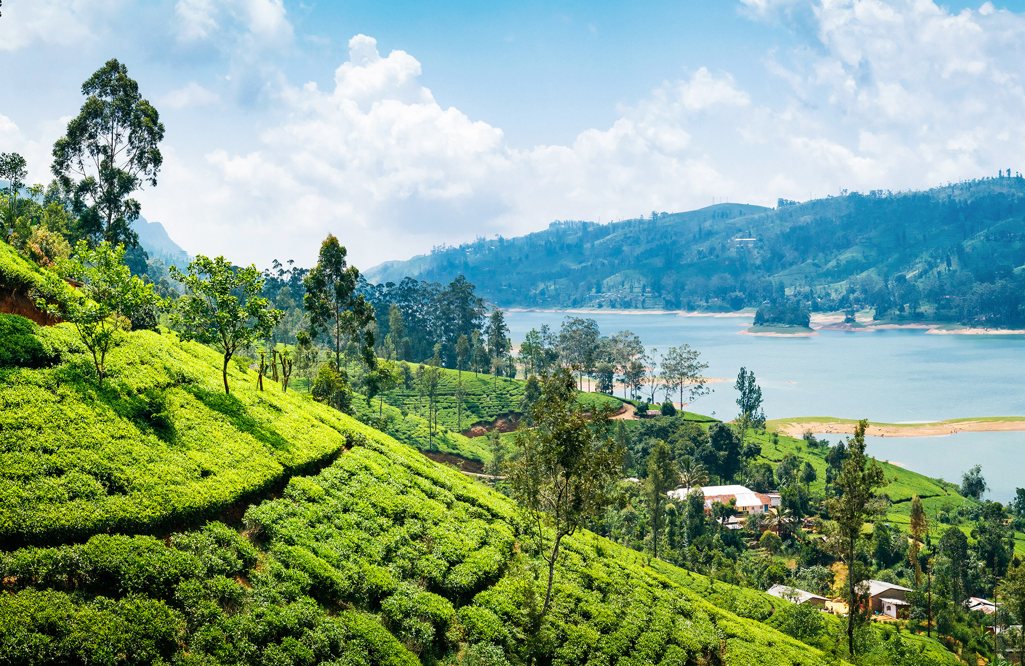 Tea plantations on a hill in Nuwara Eliya, with the Gregory Lake in the background.