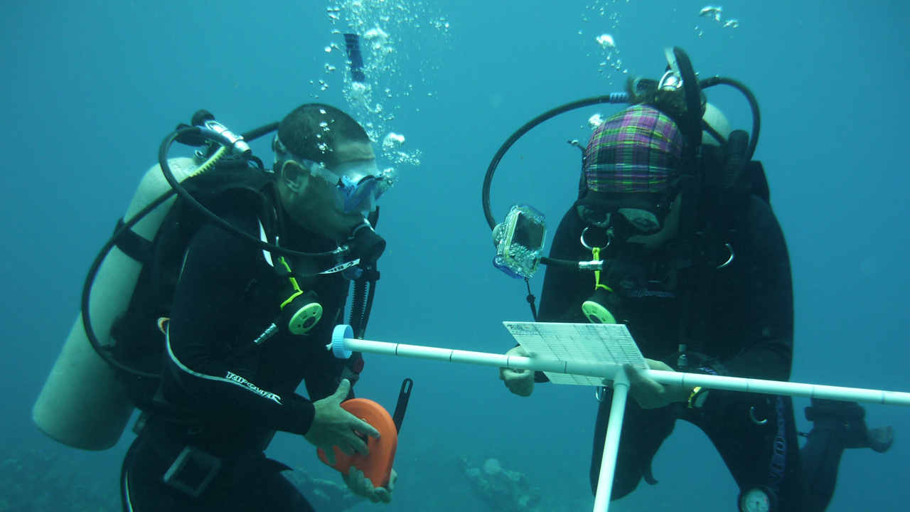 Volunteers diving underwater and doing surveys in central america