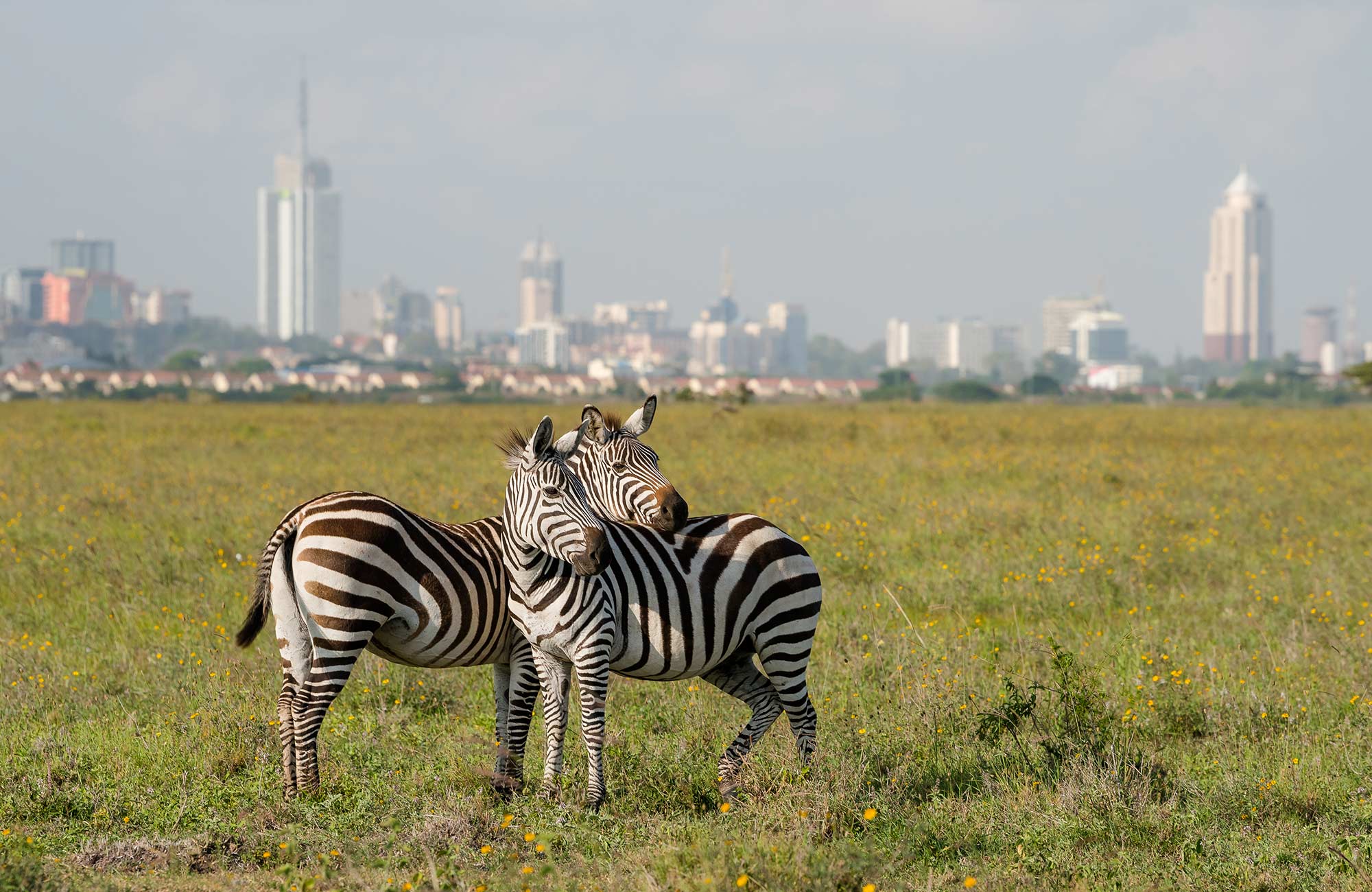 africa-kenya-nairobi-zebras-skyline-cover