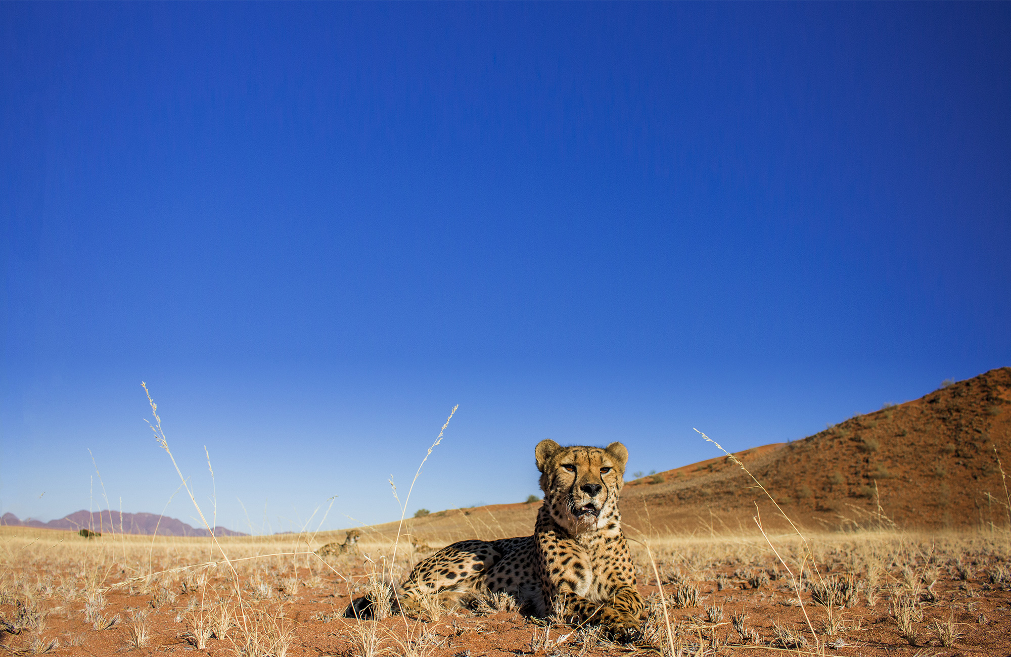 volunteer-africa-namibia-wildlife-cheetah-in-wild