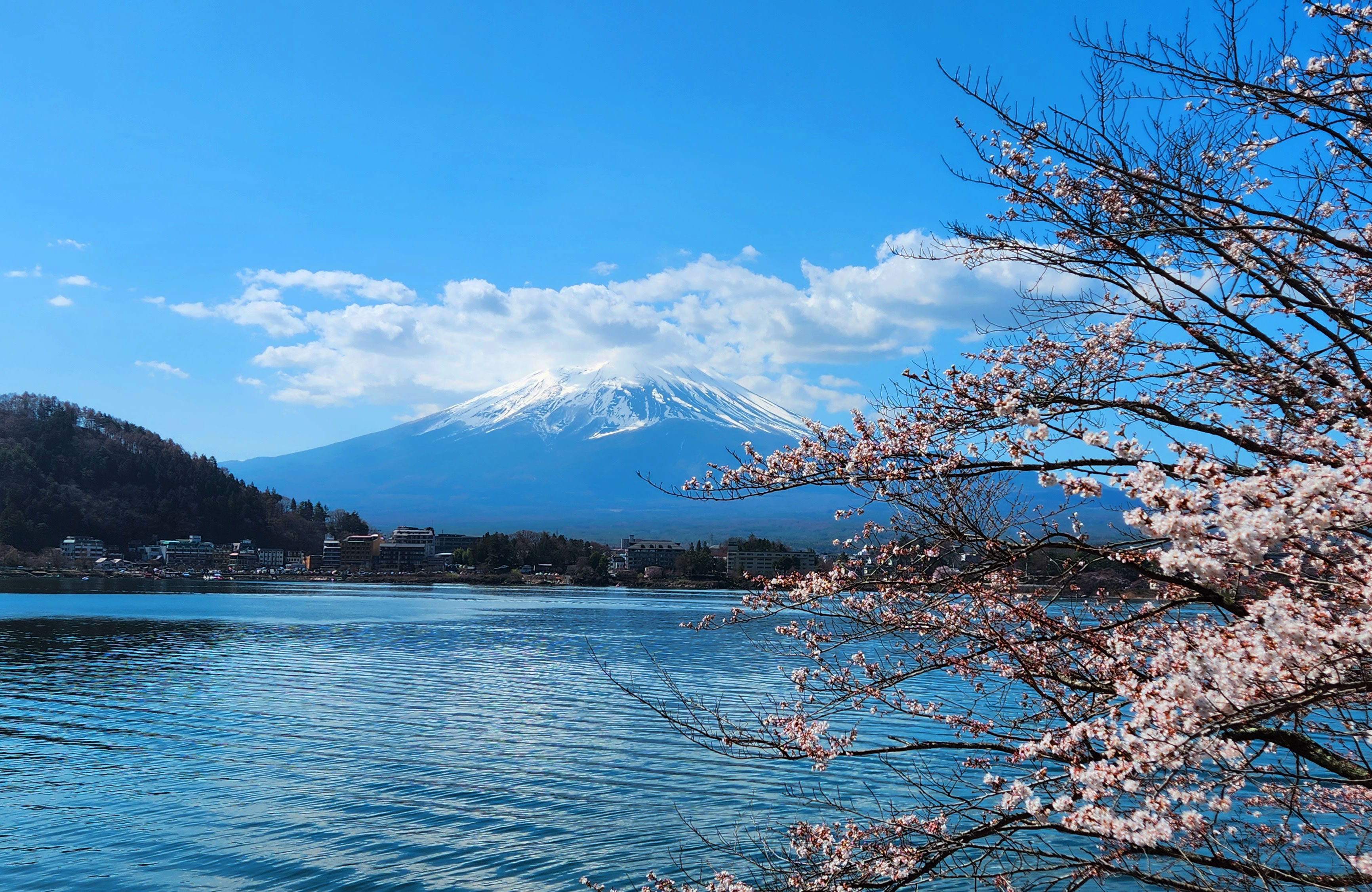 Cherry blossom in at lake Kawaguchiko, with Mt. Fuji in the background
