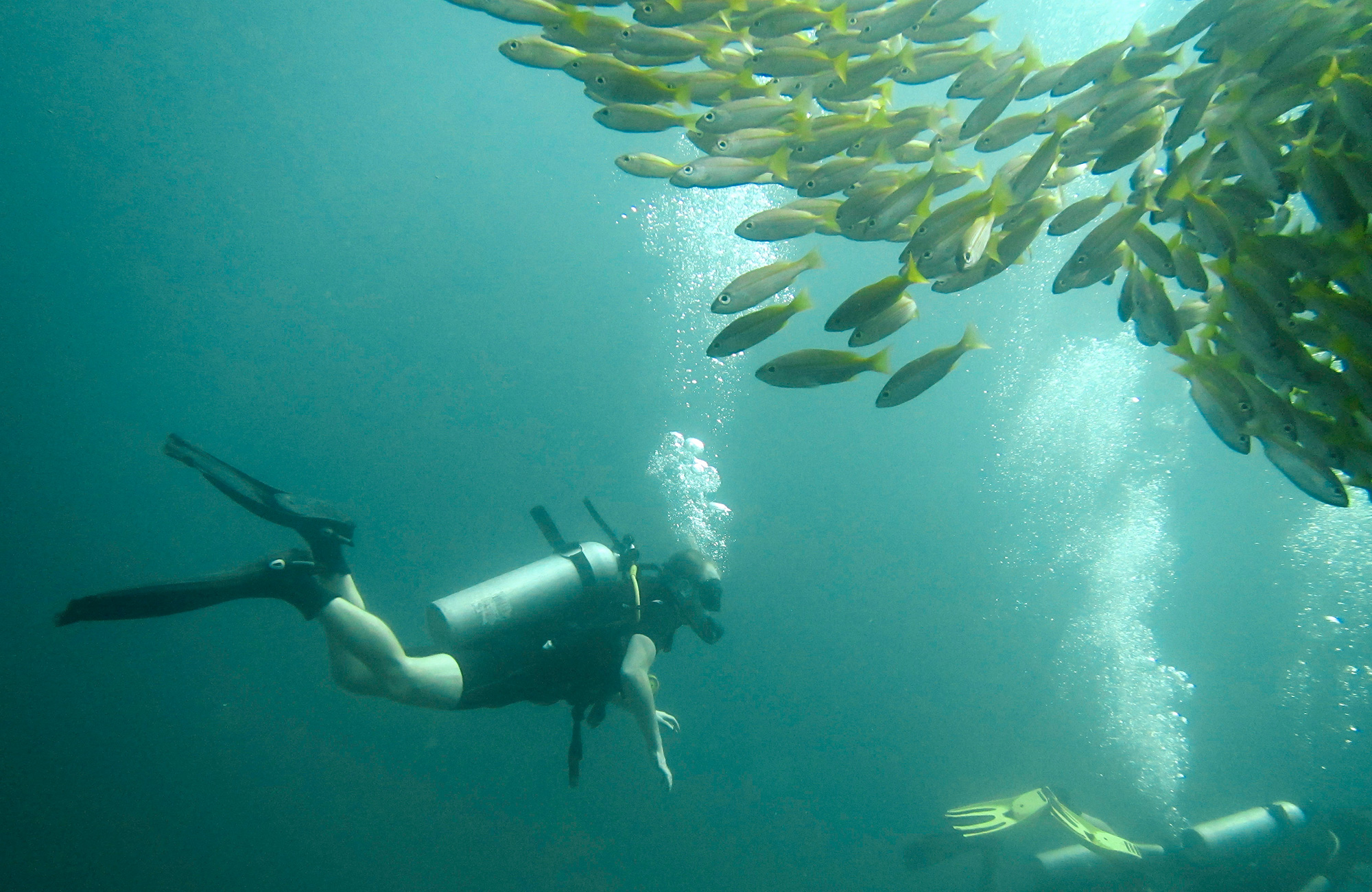diving-thailand-phi-phi-fish-and-diver