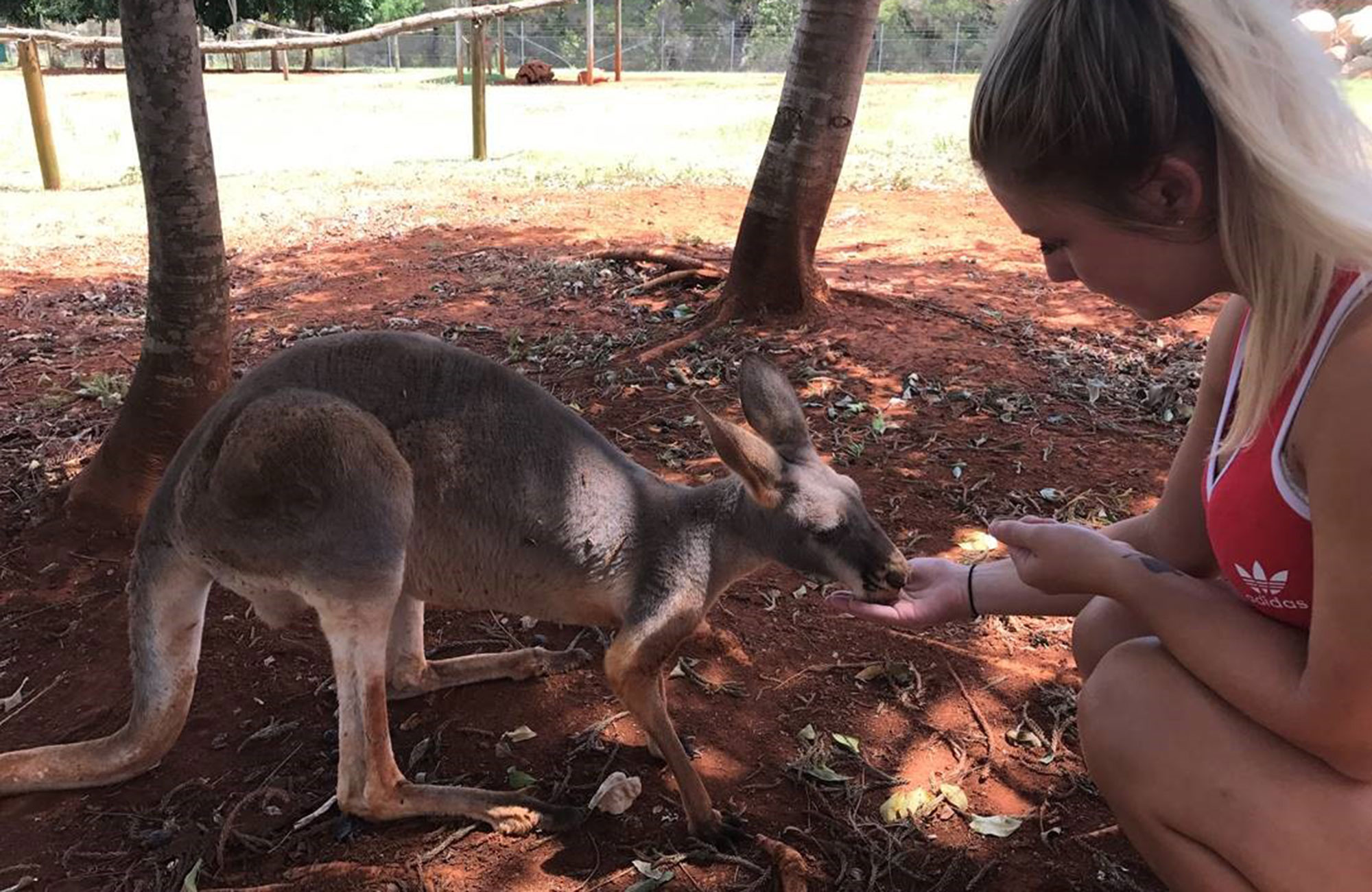 malin feeding a kangaroo in australia