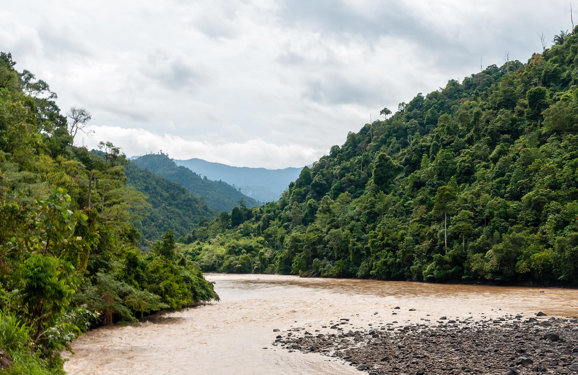 Brown coloured river surrounded by lush jungle and cloudy skies in Malaysia