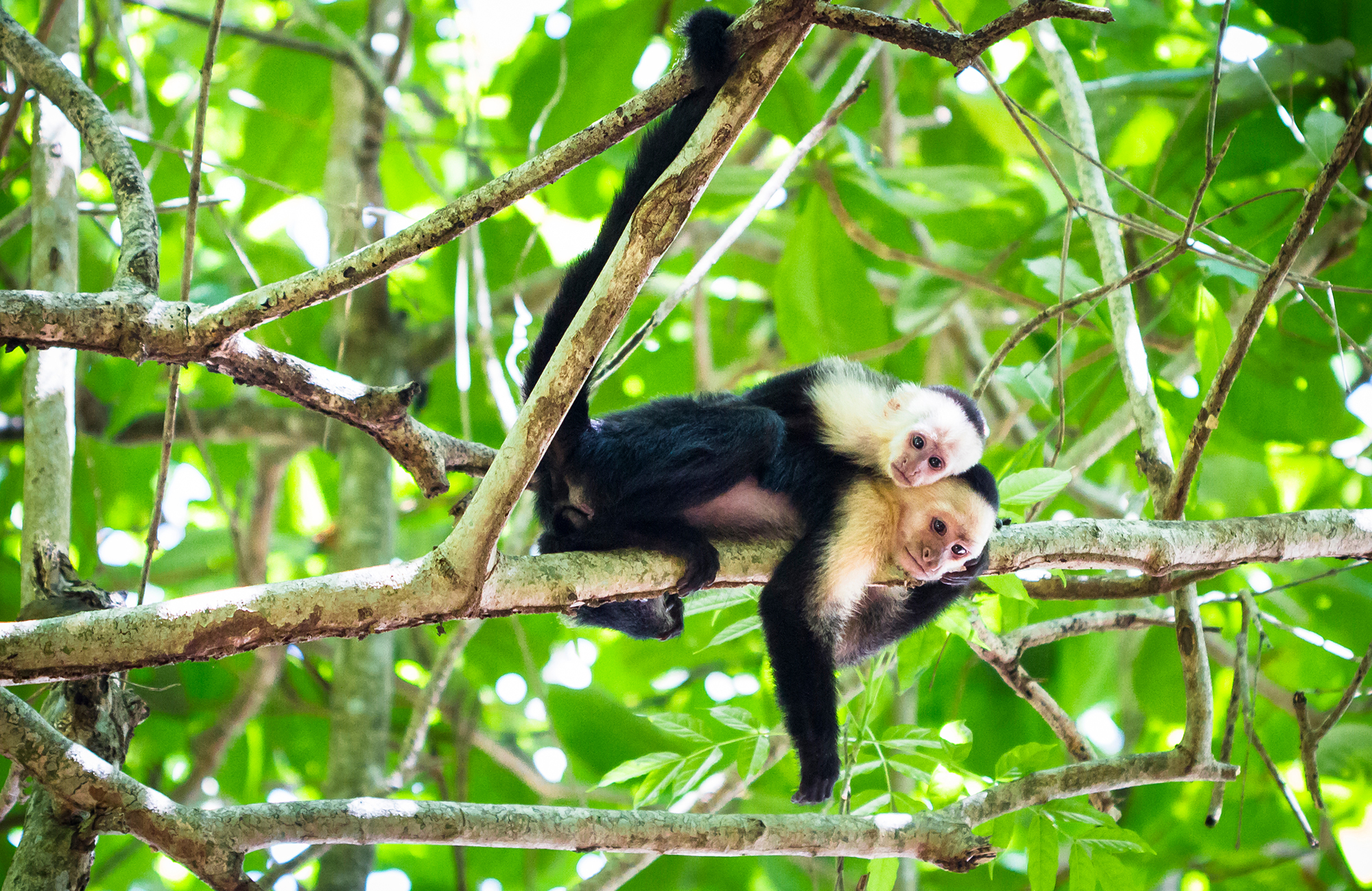 Monkeys laying on top of each other on a tree branch in Tortuguero National Park in Costa Rica