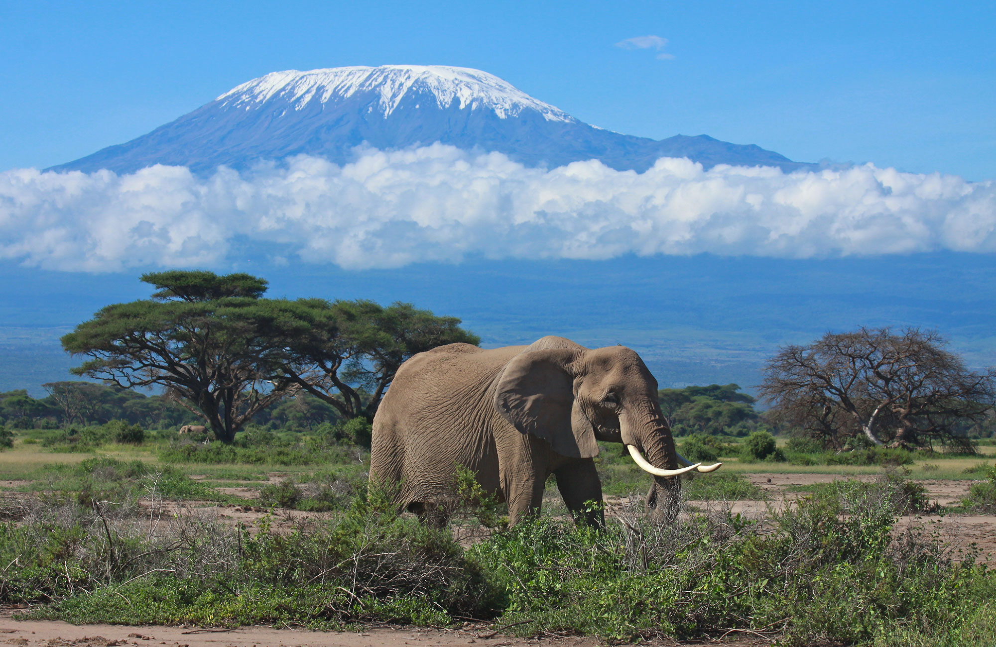 Mt Kilimanjaro with an elephant grazing in front of it. 