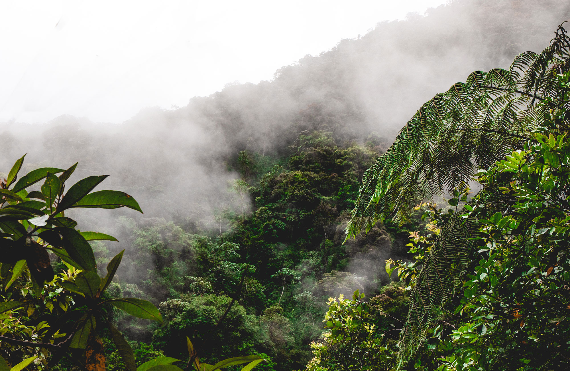 Fog rising up from the lush green Amazon jungle near Banjo in Ecuador