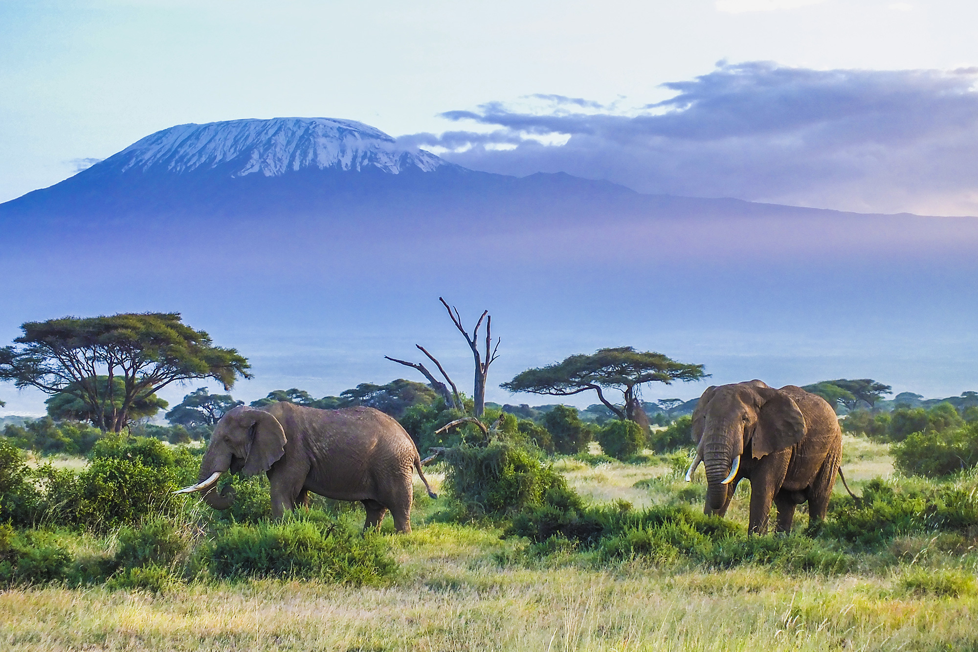 Two adult elephants in a green savannah grassland, with the big Mount Kilimanjaro in the background.