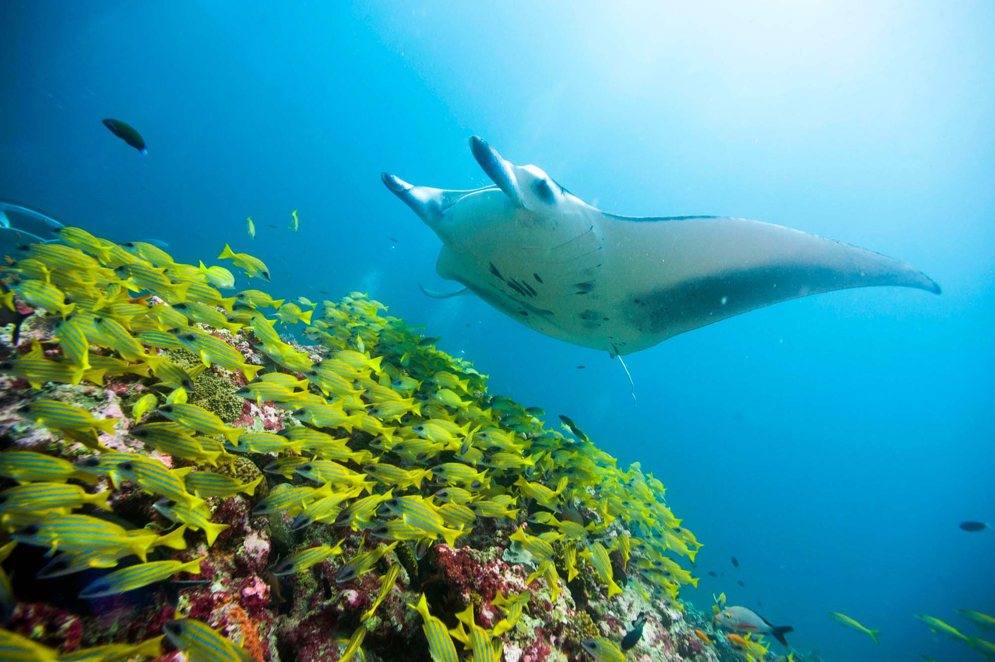 Manta Ray with lot's of colourful little fish in the ocean surrounding Fiji