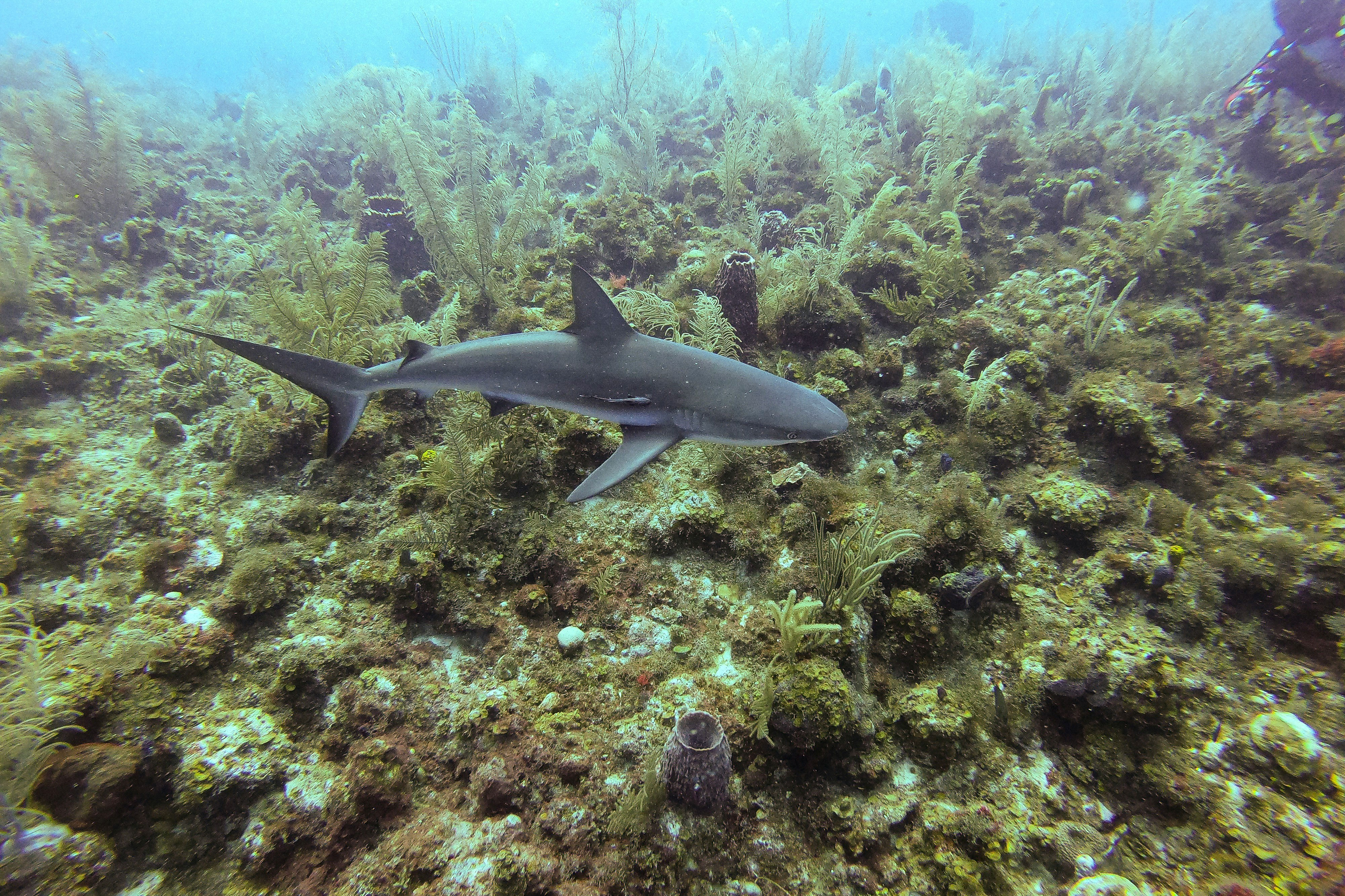 Grey Shark Spotted When Diving In Colombia