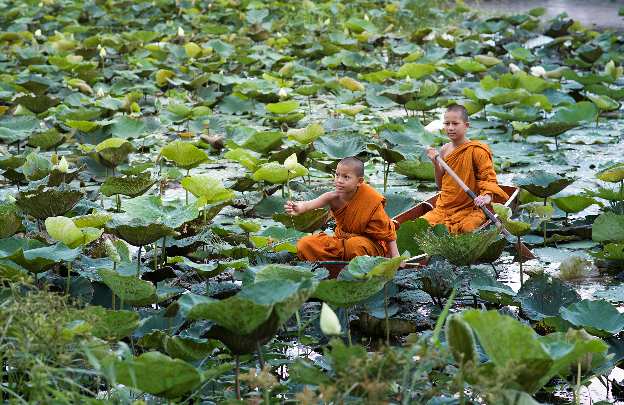 asia-thailand-young-monks-cover