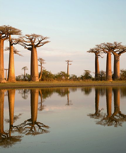 madagascar-baobab-morondava-sidebar