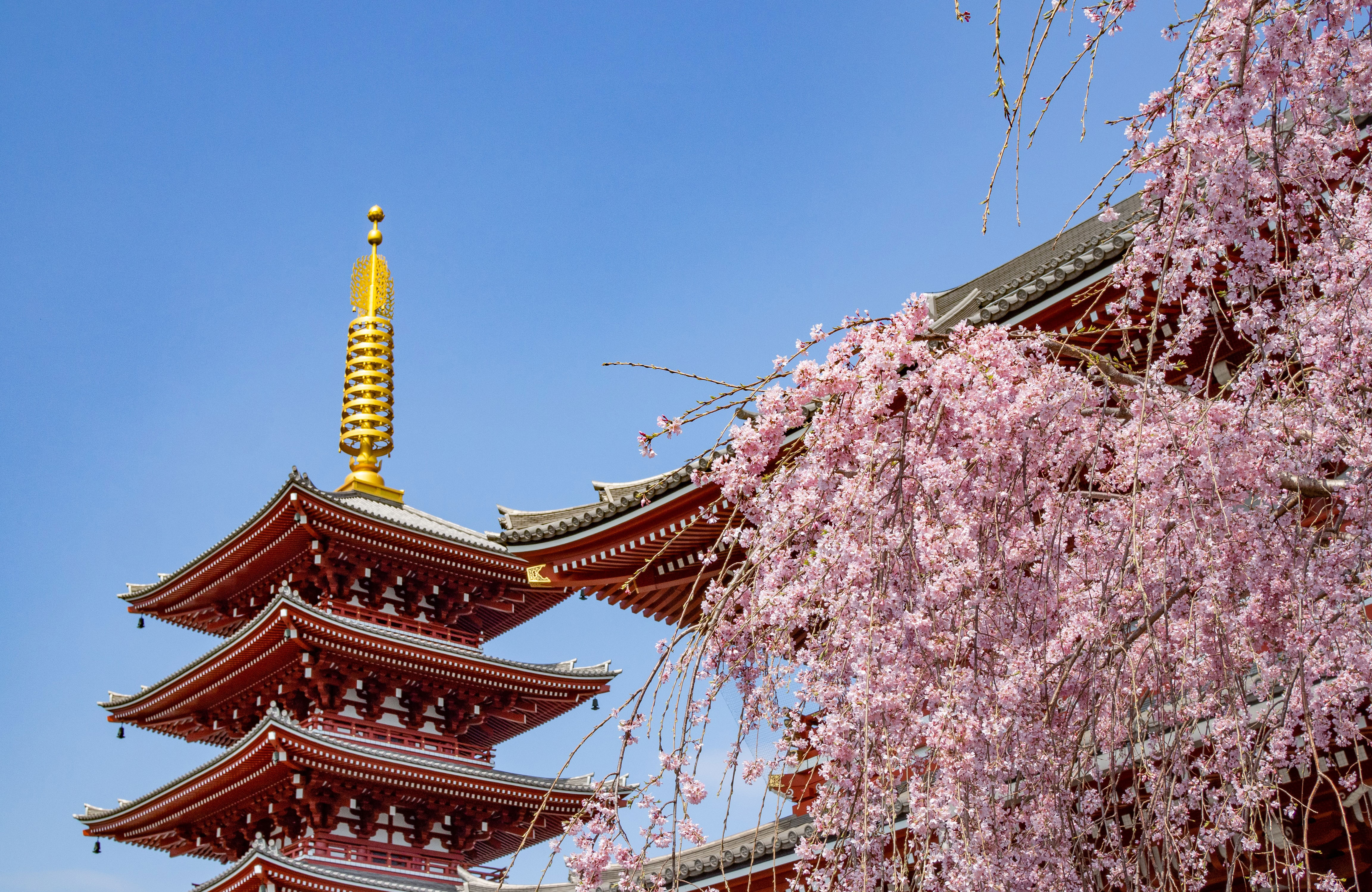 Blooming cherry blossom tree in front of Japanese temples
