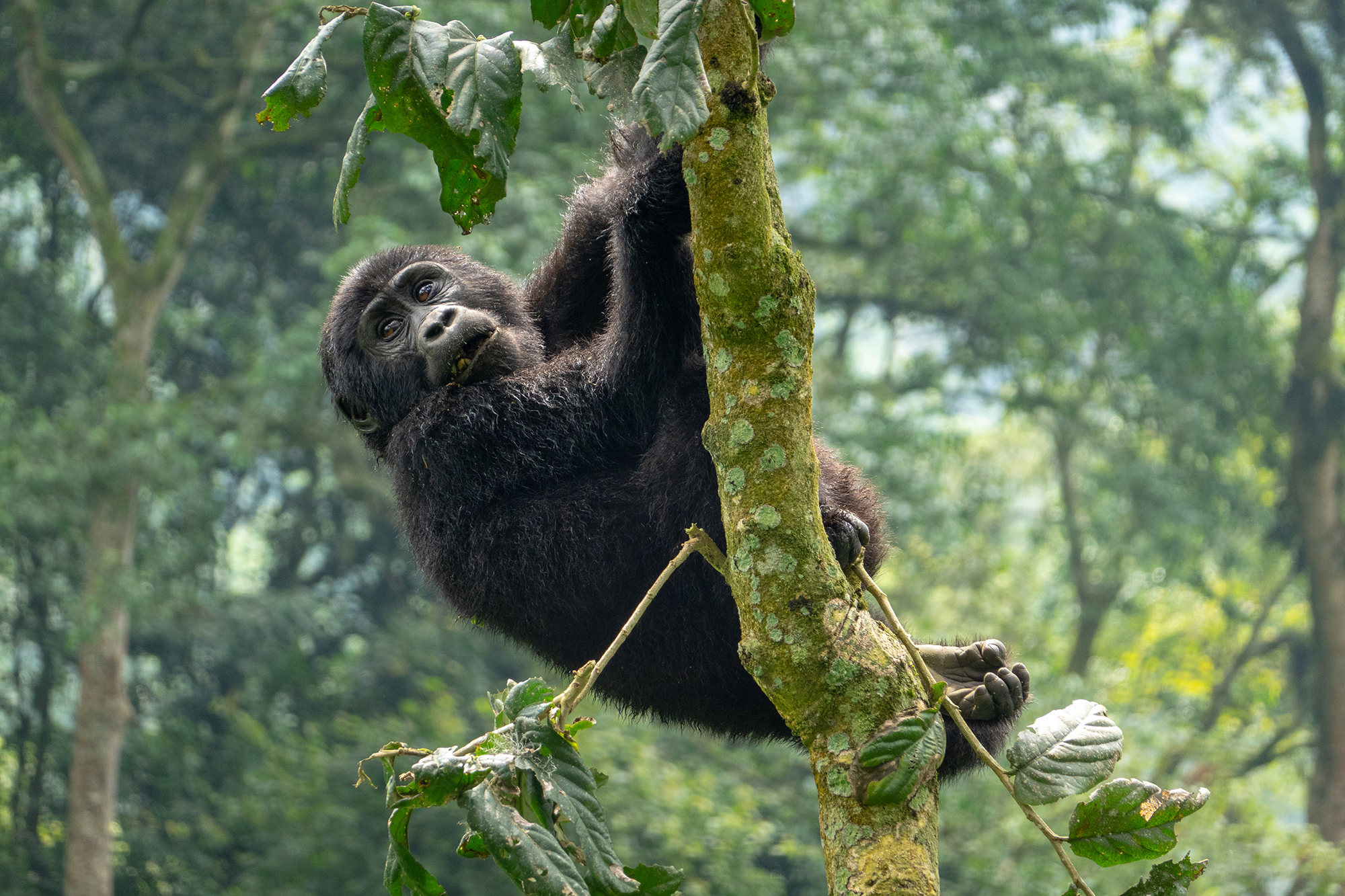 Gorilla hanging in a tree, in a forest in Uganda