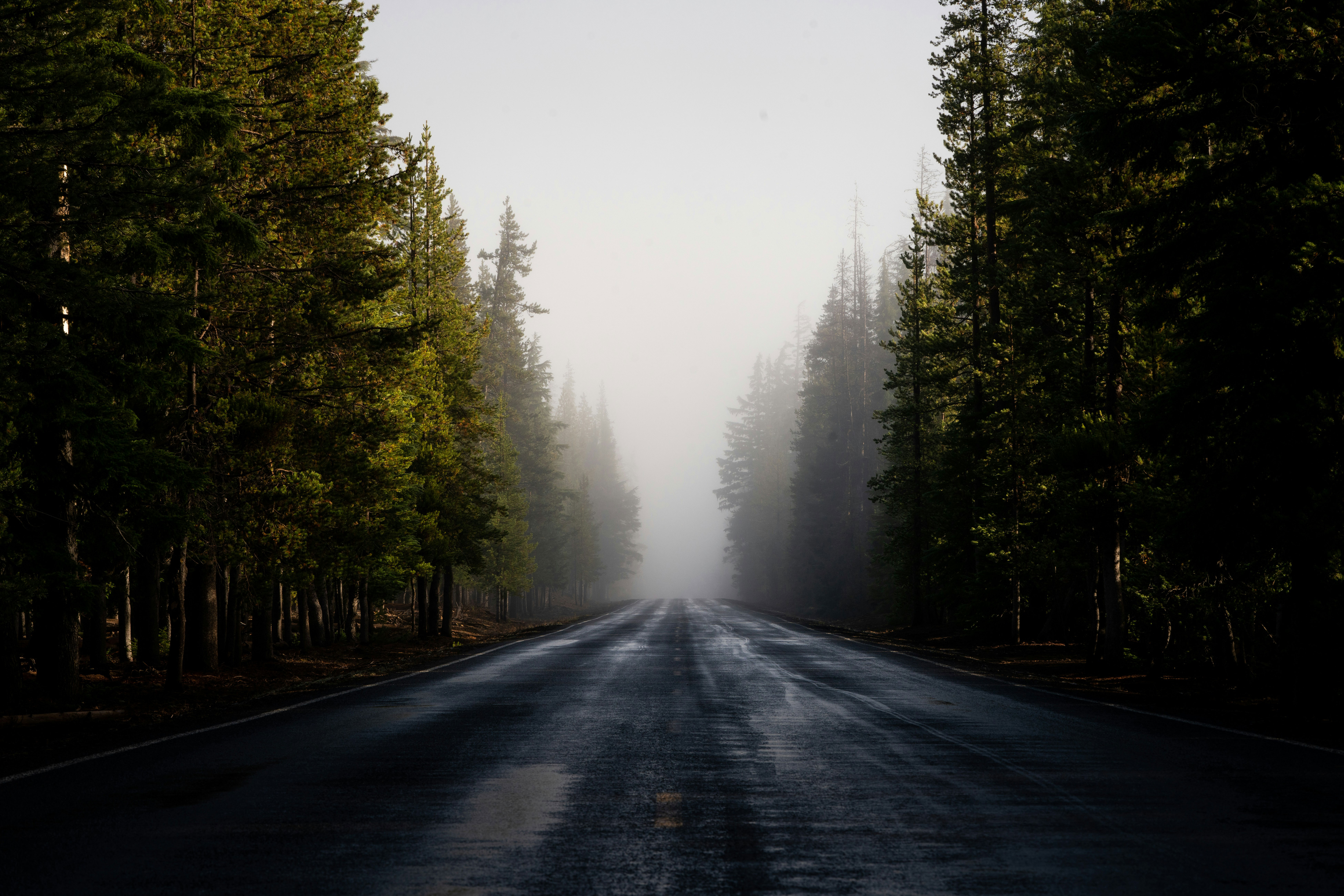 Empty Forest Road With A Mysty Background