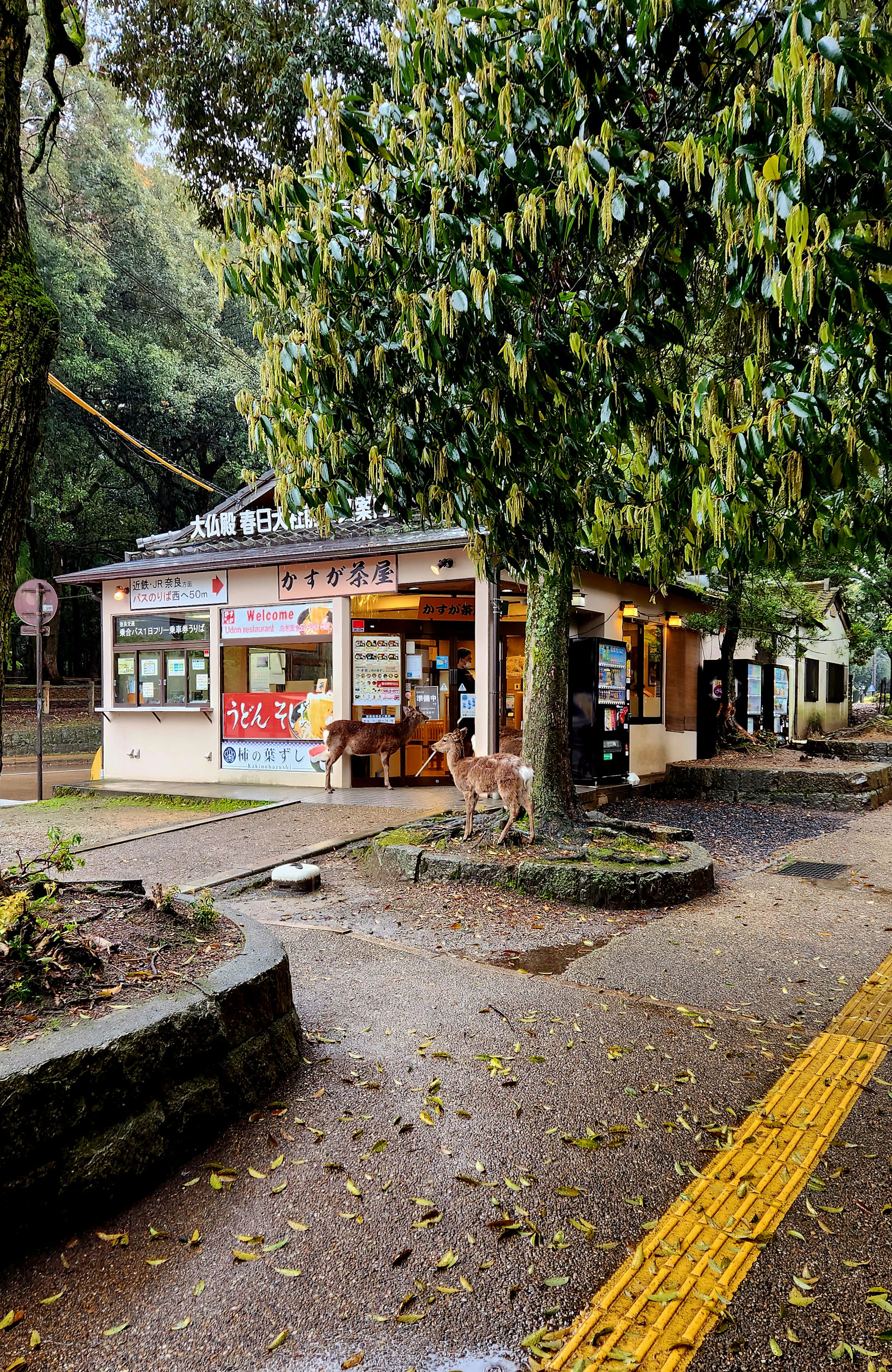A couple of deer occupying a small shop in Nara, Japan