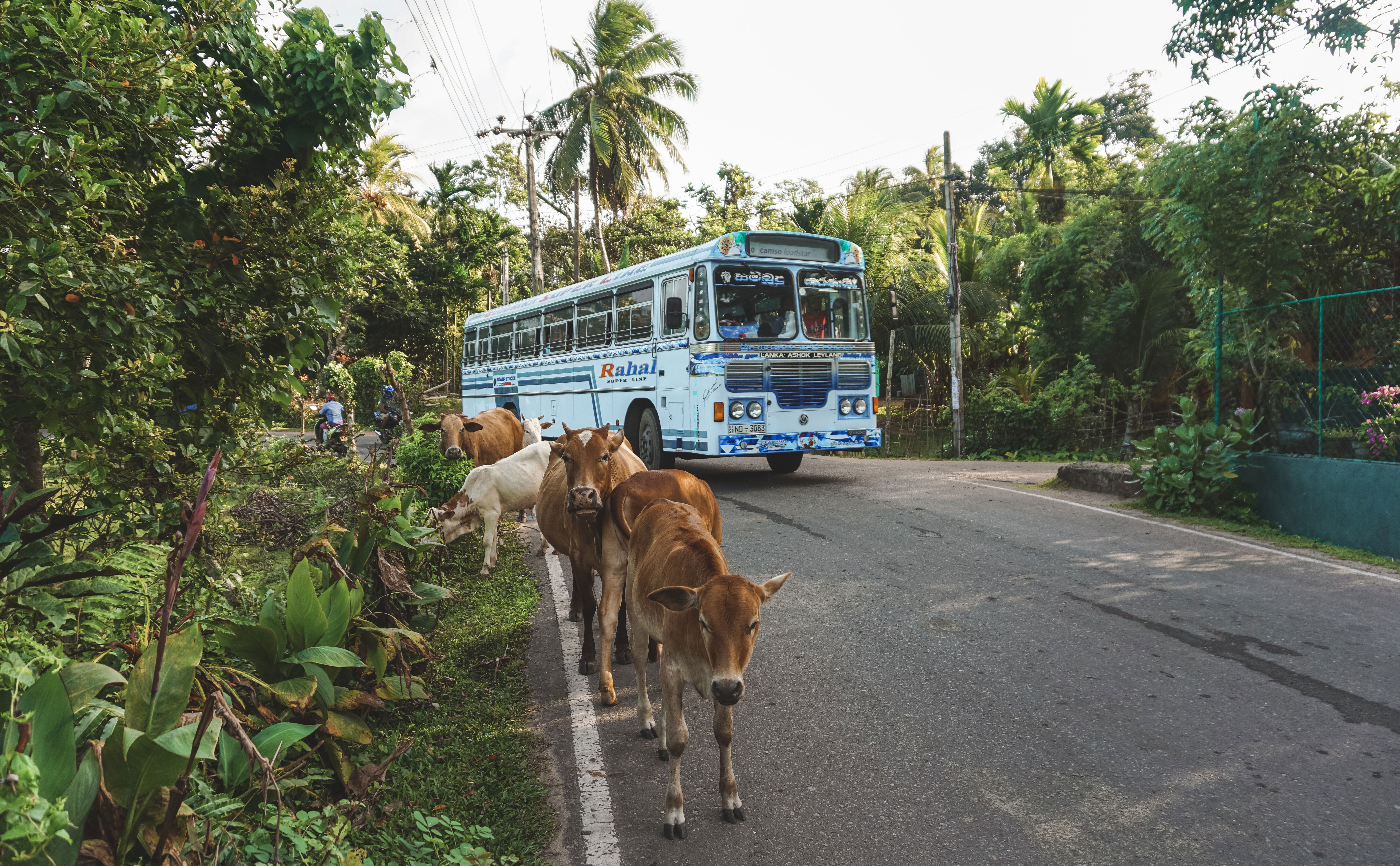 A blue bus on the road passing by some cows in Sri Lanka