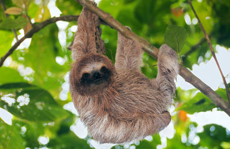 Panama Bocas Del Toro Sloth