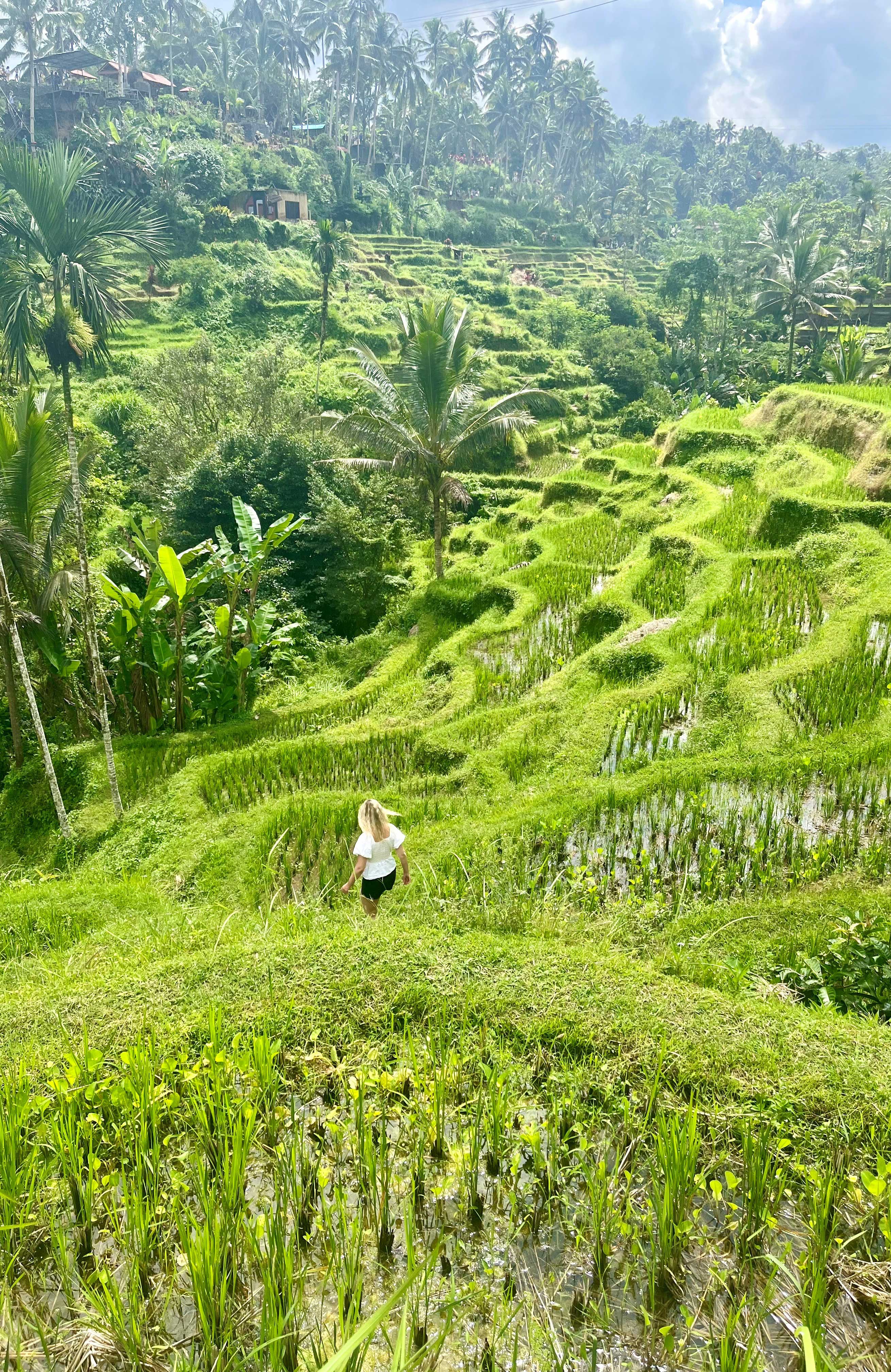 Tegallalang rice fields on the Indonesian island of Bali