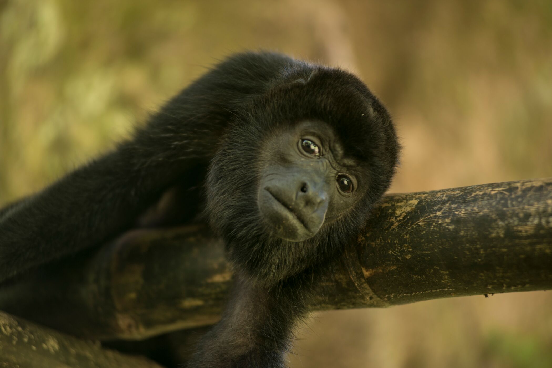 Web Horizontal Aullador Mantled Howler Monkey 2