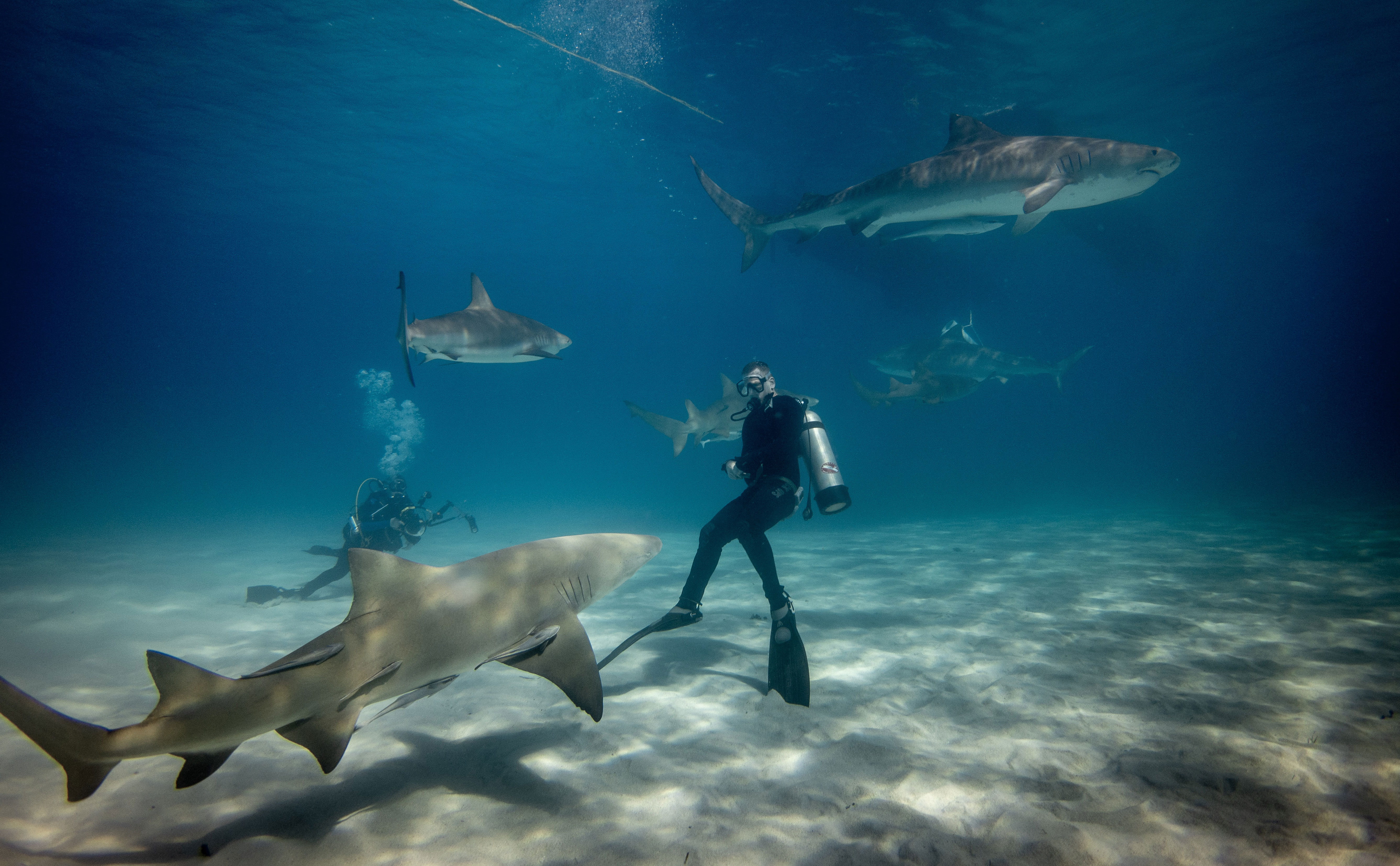 Scuba divers swimming among sharks in the Bahamas