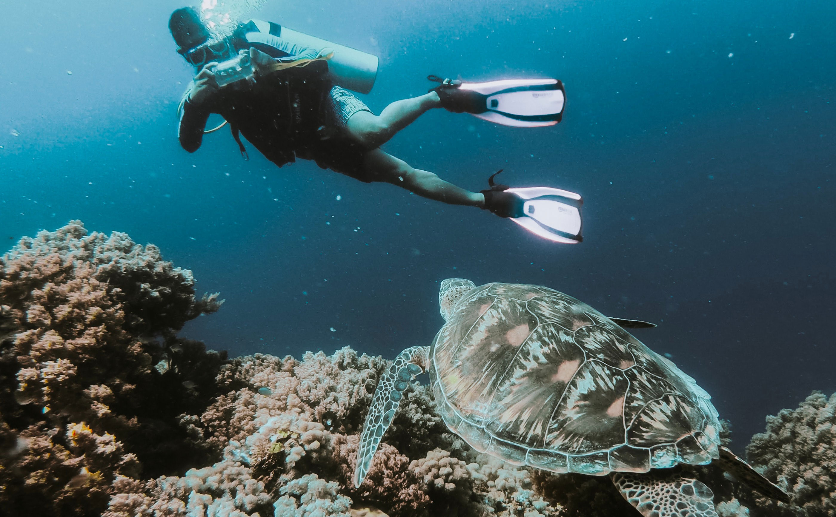 Person Scuba Diving With A Sea Turtle In The Philippines