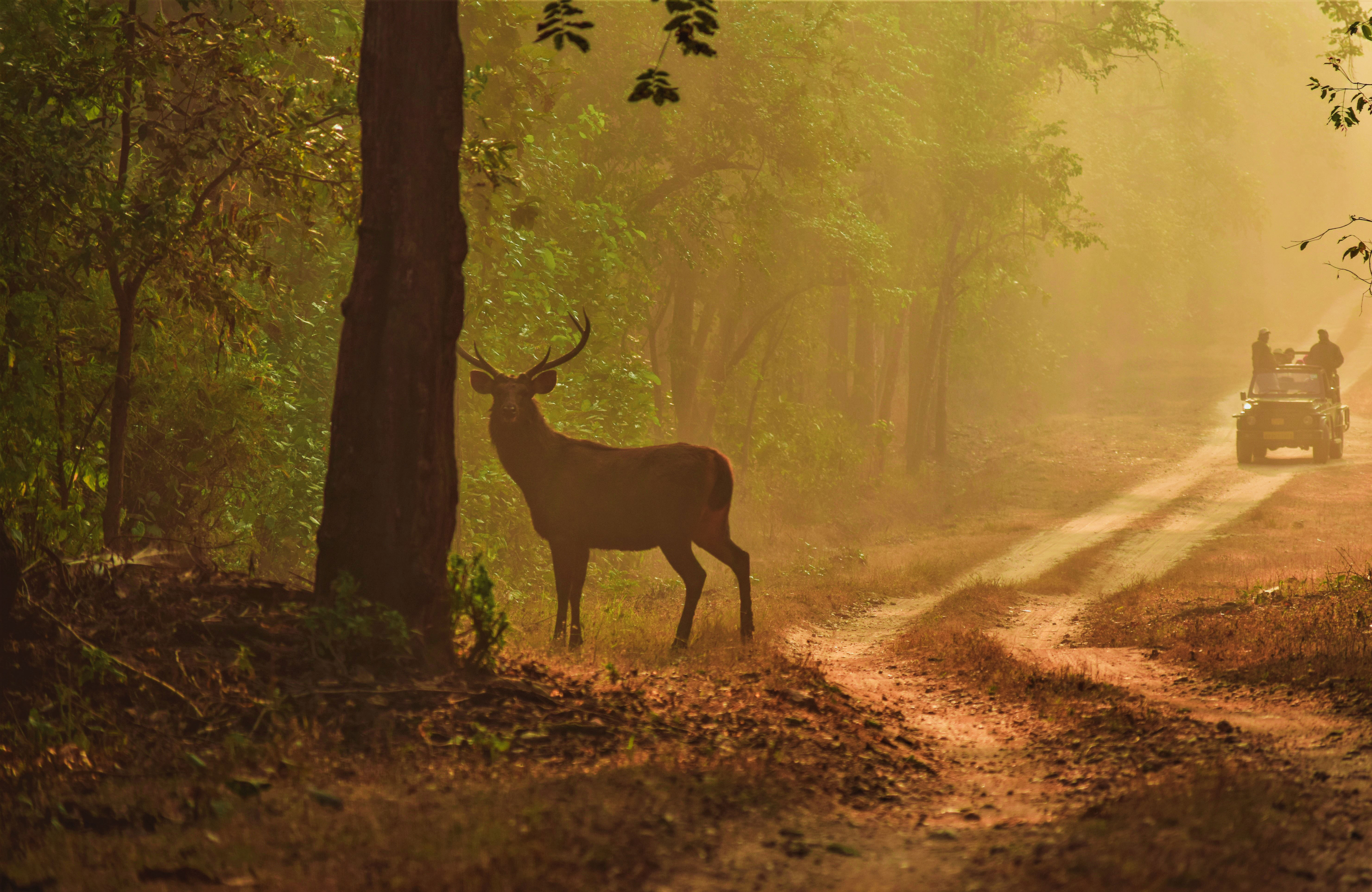Deer at a dirt road in Kaziranga National park with a safari jeep approaching