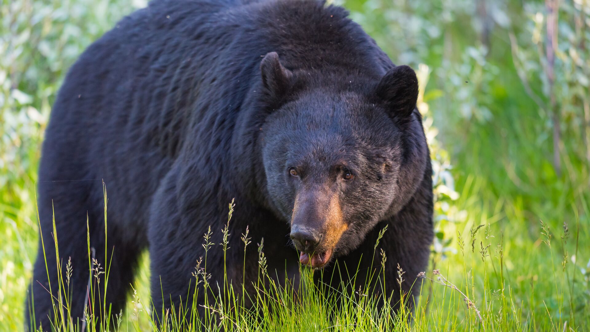 Large Images Shutterstock 451562767