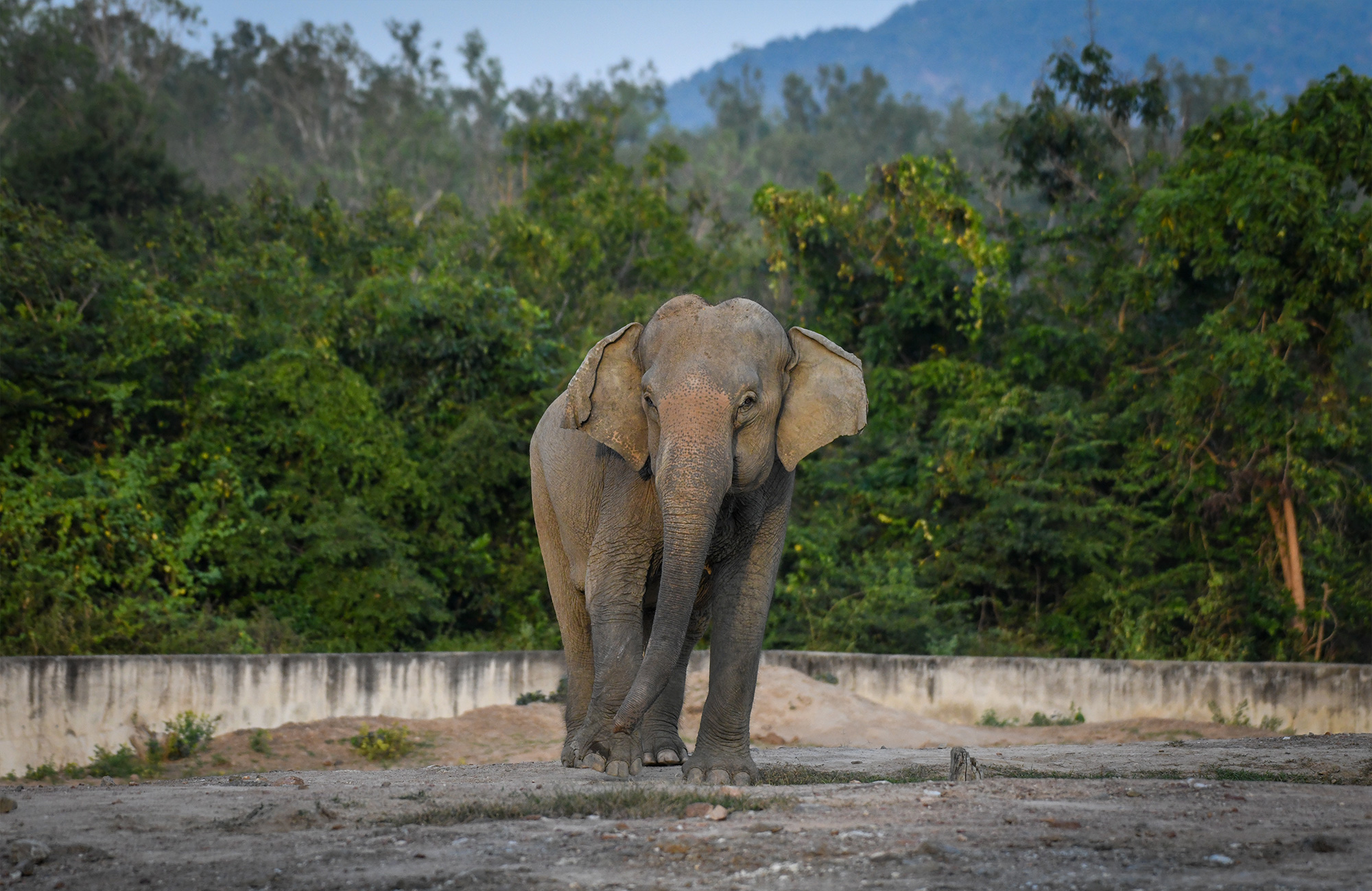 Volunteering Thailand Elephant