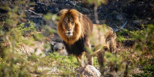 71657516db460071e7148a5030fff137