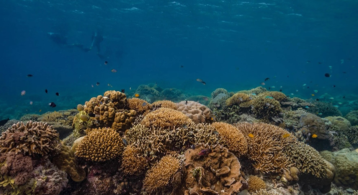 1_Gili_Trawangan_Marine_004