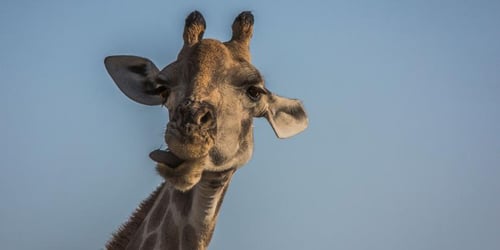 40cb6a0c84c88c2ecfa8ae56ec68b9ca