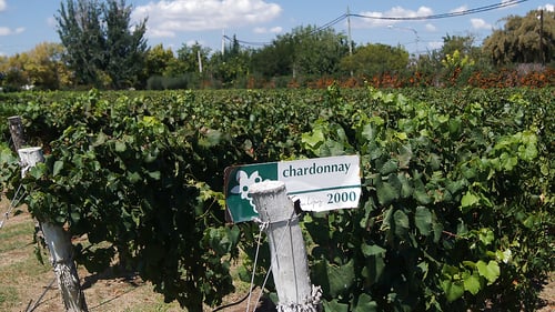 vineyard-1818871_1920_1280x720