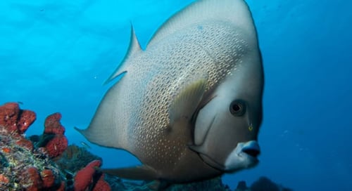 11_Mexico_Playa_Del_Carmen