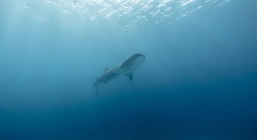 1_bv-product-web-gallery-056