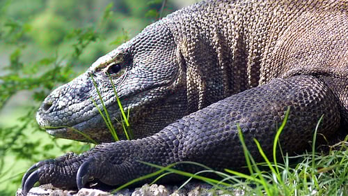 komodo_dragon_rinca_1280x720_for_navi_web