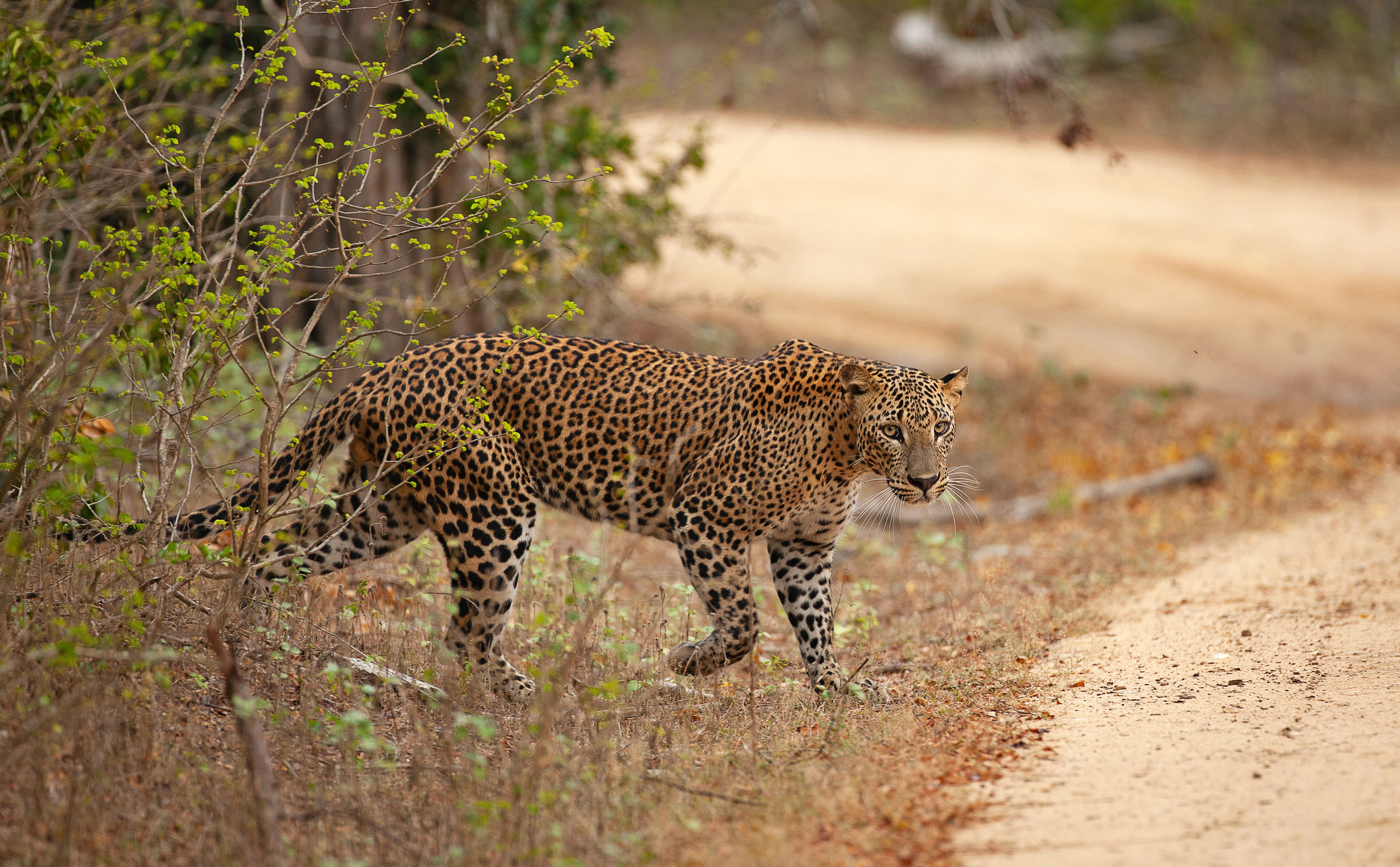 Leopard crossing a dirt road in Yala National Park in Sri Lanka 