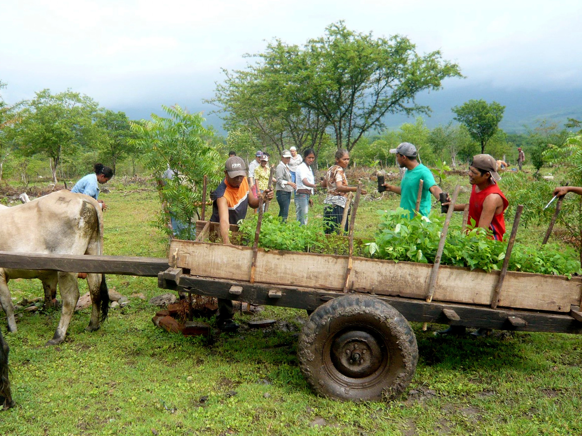 Local inhabitants working on the reforestation project in Nicaragua together