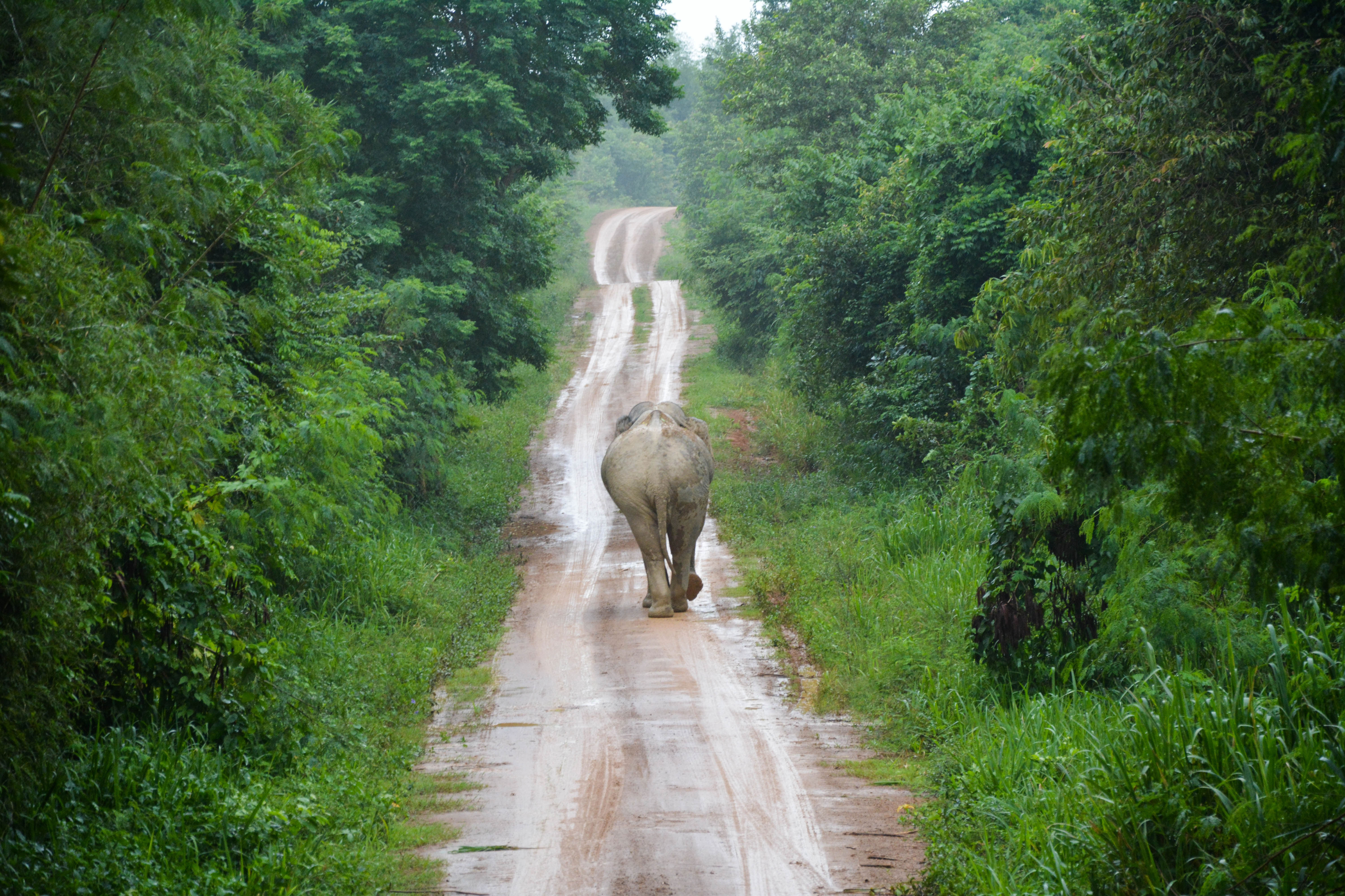 Elephant walking down a muddy road through the forests in Thailand